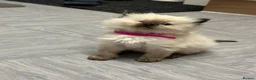 Ragdoll cats for sale: Pure Ragdolls/OPEN TO OFFERS - Advert 29