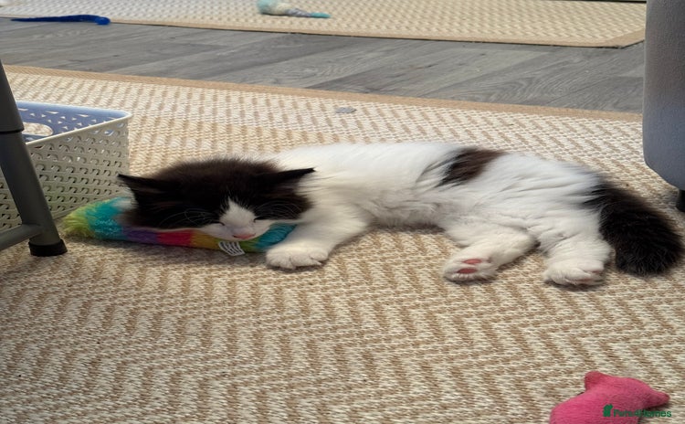 Norwegian Forest Cat cats - Advert 1