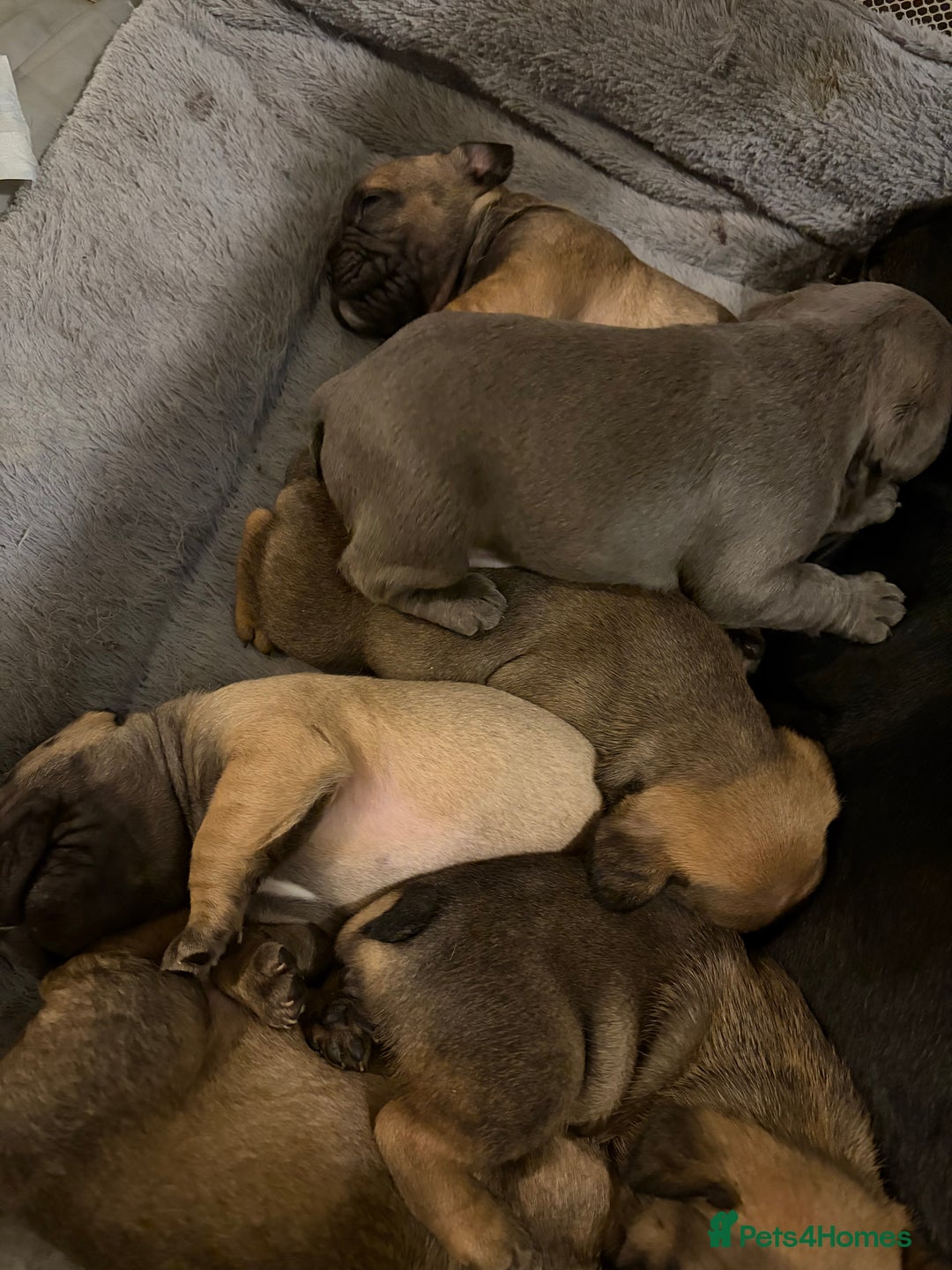 French Bulldog dogs for sale: French bulldog puppies - Advert 1