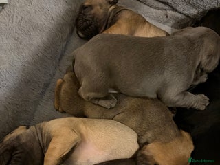 French Bulldog dogs French bulldog puppies - Advert 3