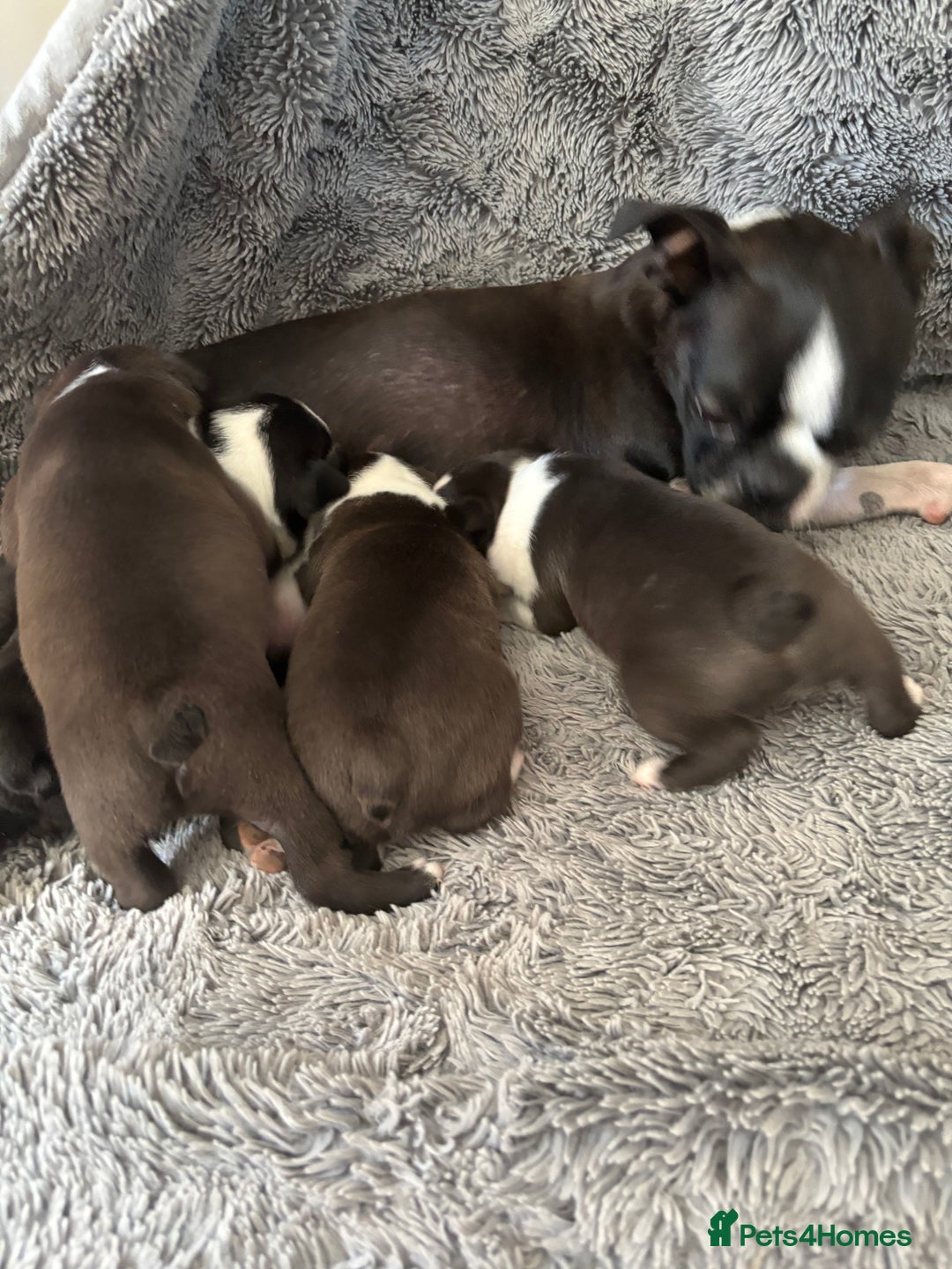 Boston Terrier dogs for sale: KC Registered 🐕❤️🏠 Puupy 🐕💙🏠Boston Terrier  - Image 11
