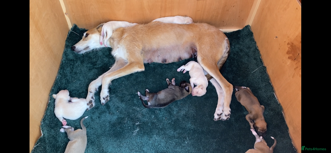Lurcher dogs for sale: Saluki bred long dog puppies  - Image 2