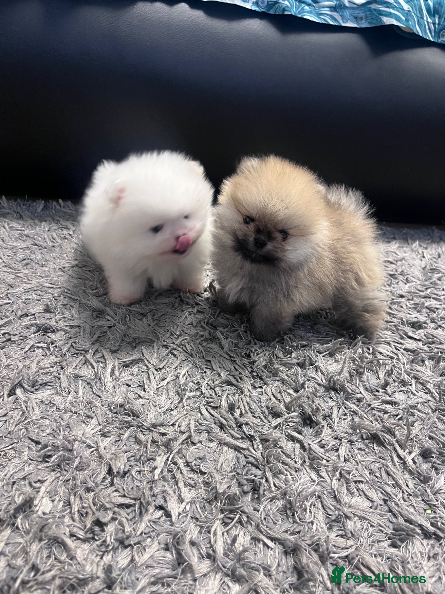 Pomeranian dogs Quality Teddy Bears  - Advert 1