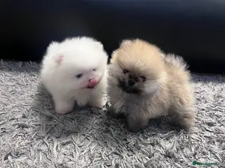 Pomeranian dogs for sale: Quality Teddy Bears - Advert 2