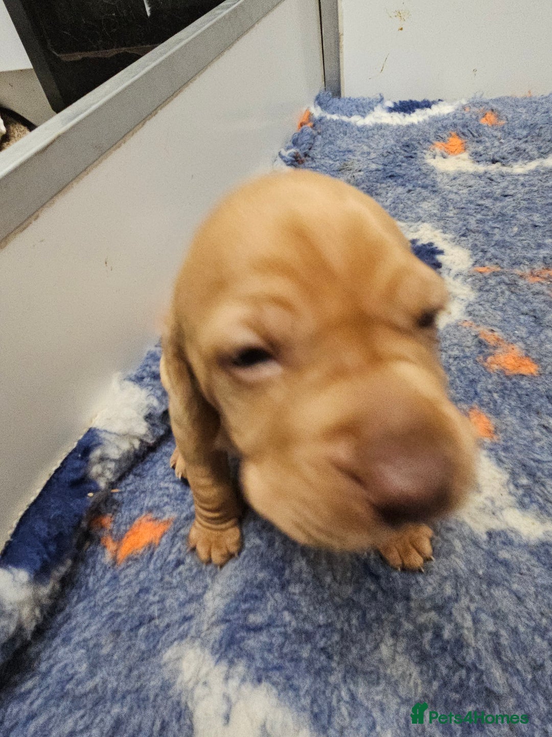 Hungarian Vizsla dogs for sale: Kc registered  - Advert 16