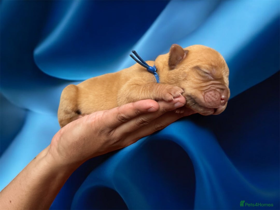 Dogue De Bordeaux dogs for sale: KC reg Dogue de Bordeaux puppies  - Image 17