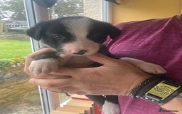 Border Collie dogs for sale: Border Collie Pups Merle, Tri-colour & Blk/wht - Image 29