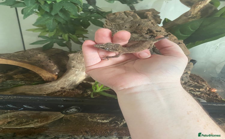 Gecko reptiles - Advert 1