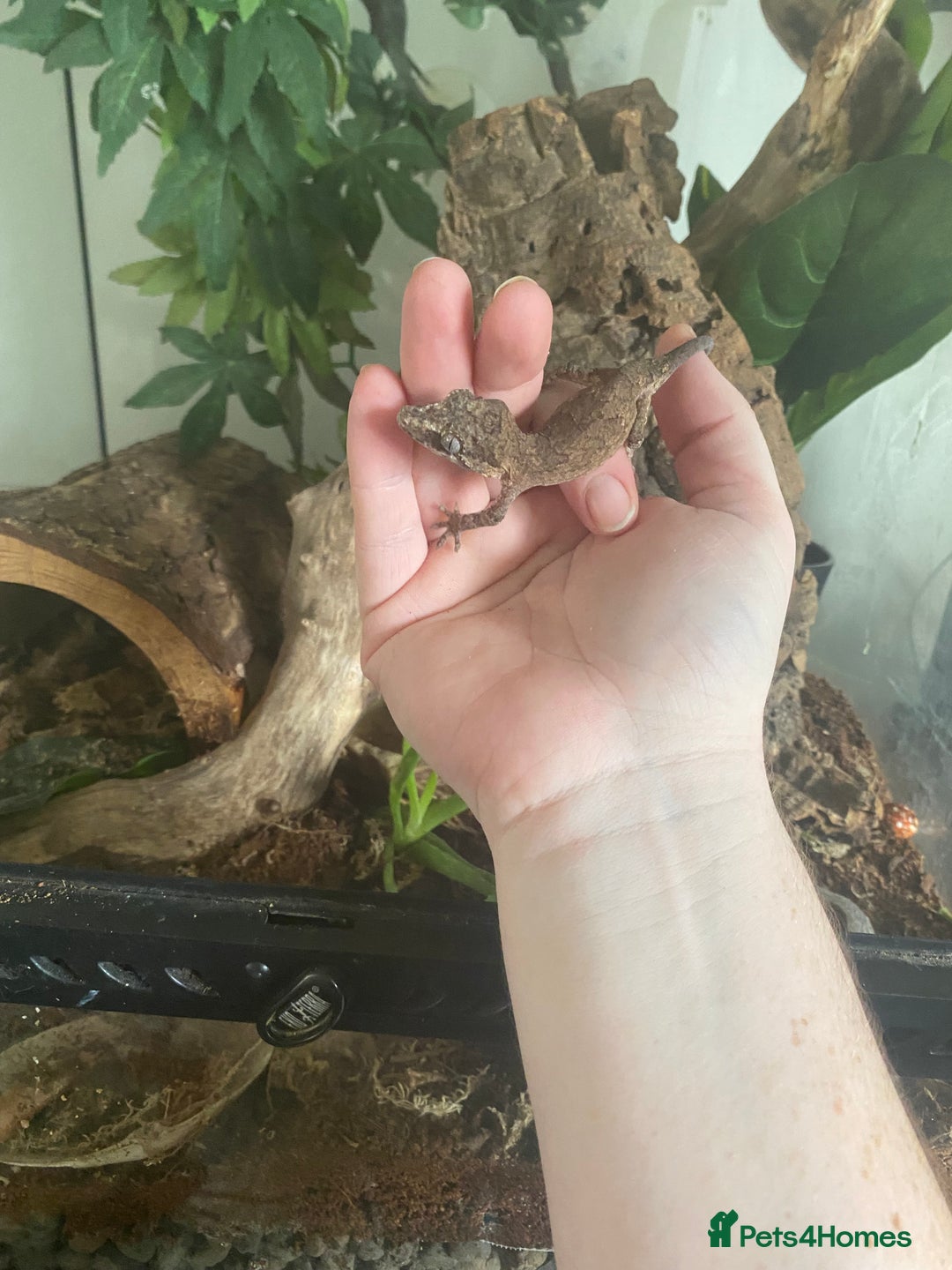 Gecko reptiles for sale: Gargoyle Geko and tank - Image 1