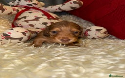 Miniature Dachshund dogs for sale: 💚🧡Stunning KC Longhaired Mini Dachshunds💚🧡 - Image 9