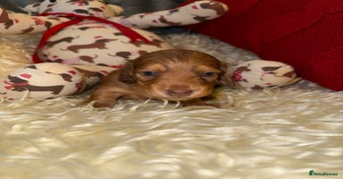 Miniature Dachshund dogs 💚🧡Stunning KC Longhaired Mini Dachshunds💚🧡 - Advert 5