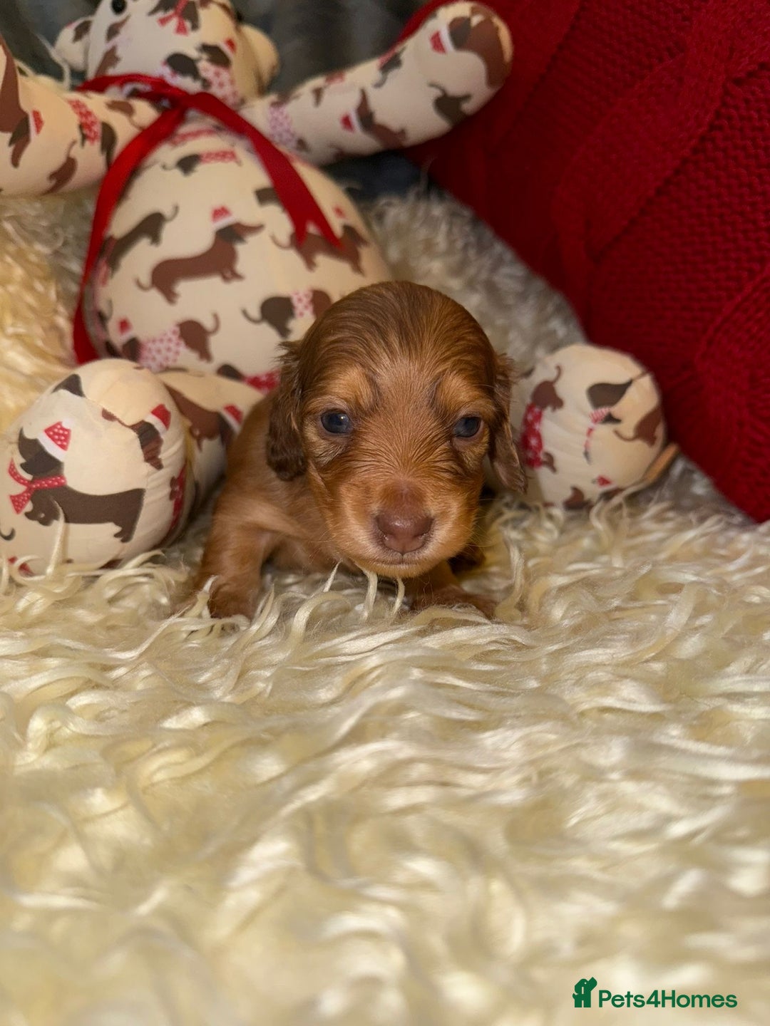Miniature Dachshund dogs for sale: 💚🧡Stunning KC Longhaired Mini Dachshunds💚🧡 - Image 9