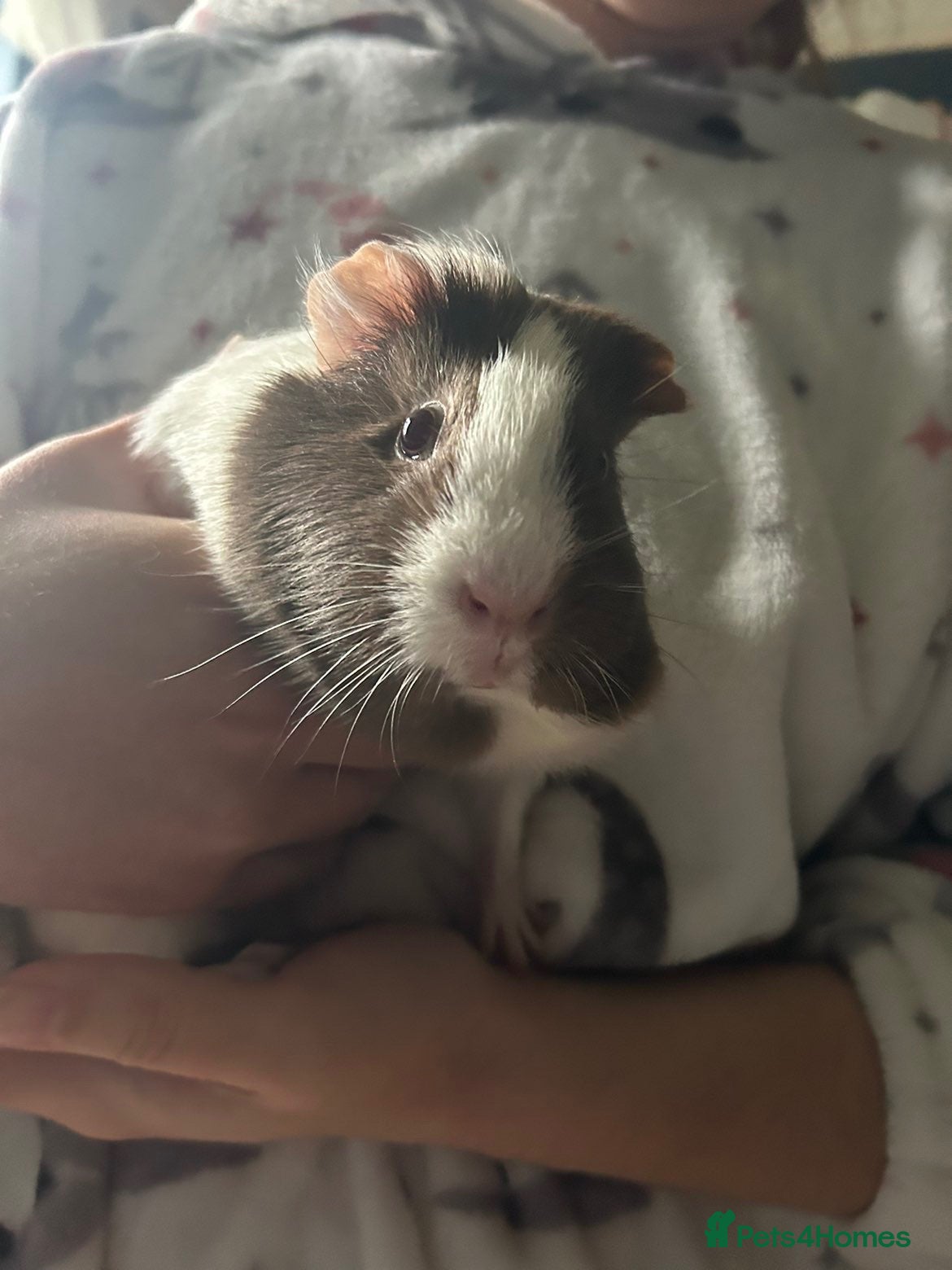 Guinea Pig rodents for sale: Guinea pig for sale - Advert 1