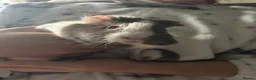 Guinea Pig rodents for sale: Guinea pig for sale - Advert 1