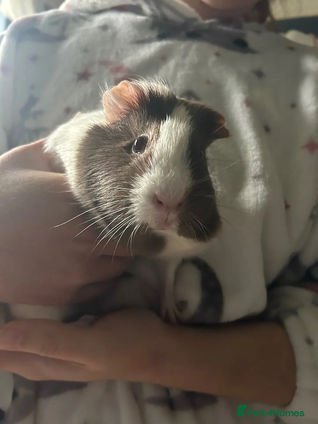 Guinea Pig rodents for sale: Guinea pig for sale - Advert 1