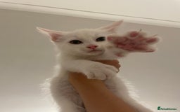Domestic Shorthair cats for sale: Sweet boy Charlie - Image 4
