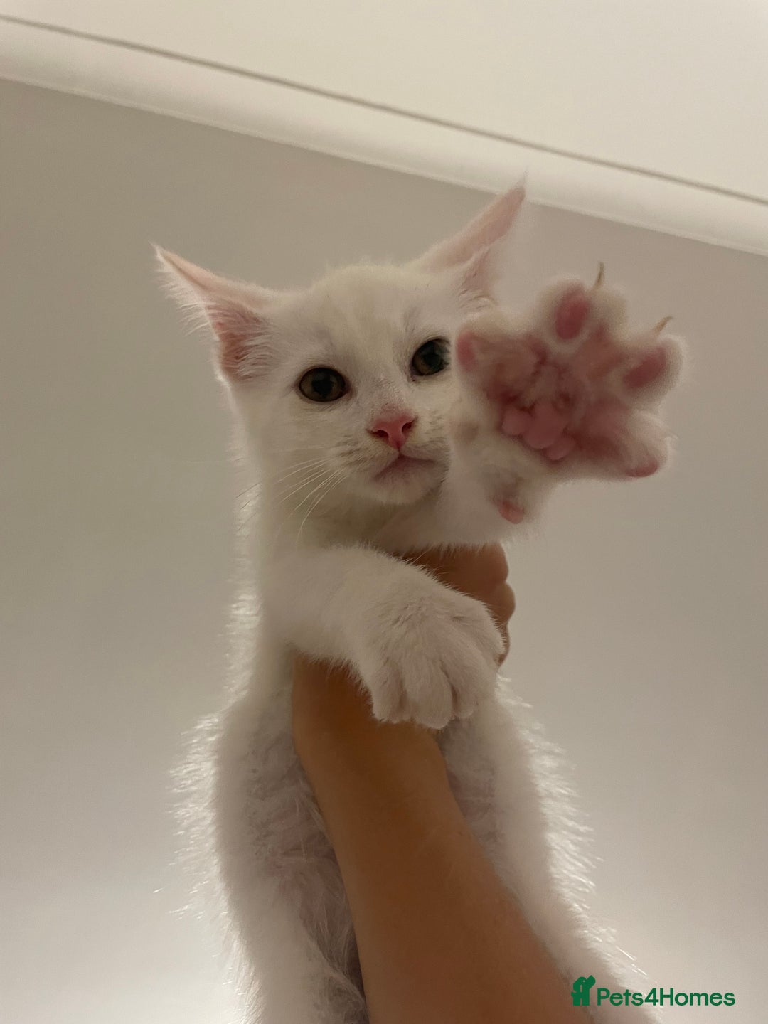 Domestic Shorthair cats for sale: Sweet boy Charlie - Image 4