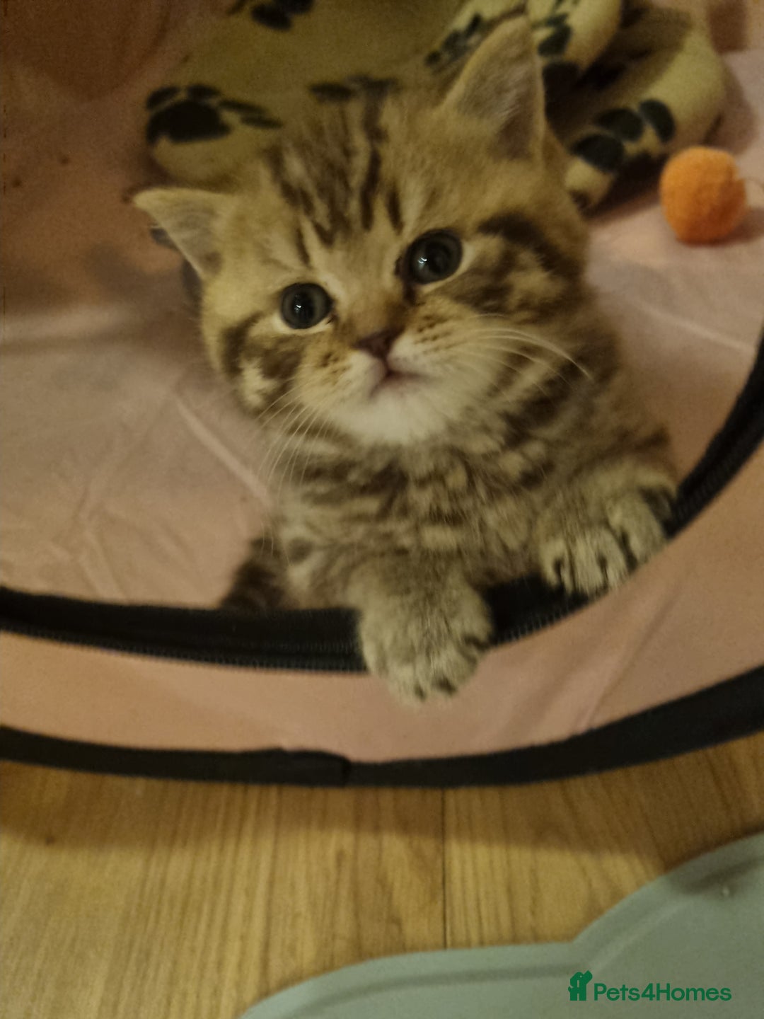 British Shorthair cats for sale: GCCF Purebred BSH kittens - Advert 7