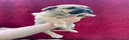 Mixed Breed dogs for sale: German shepherd x Staff litter - super friendly - Advert 14