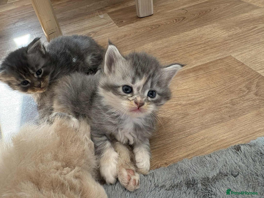 Maine Coon cats for sale: 3/4 maine coon kittens - Image 6