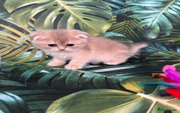 Scottish Fold cats for sale: Pedigree Scottish Fold kittens - Image 12