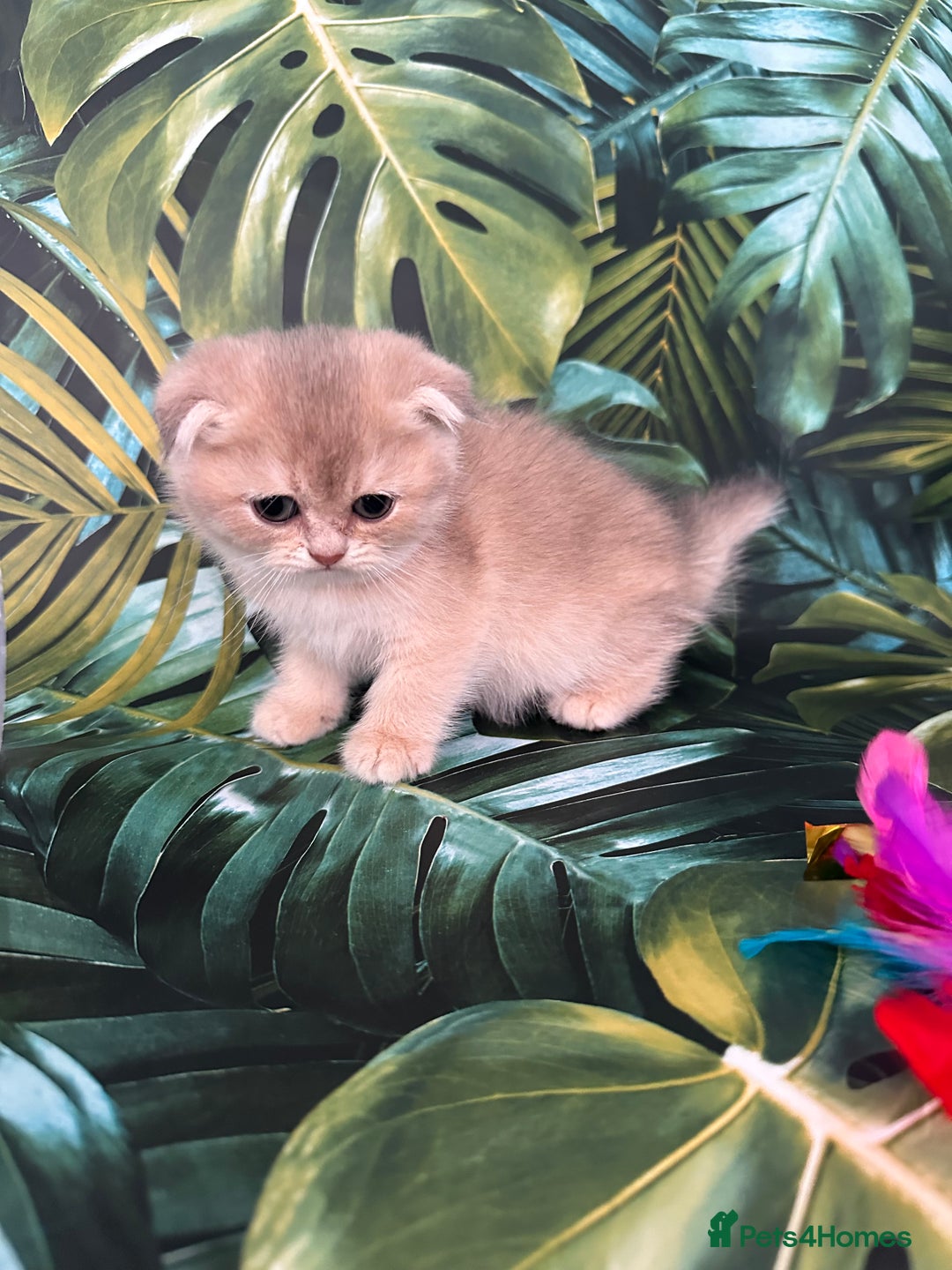 Scottish Fold cats for sale: Pedigree Scottish Fold kittens - Image 12