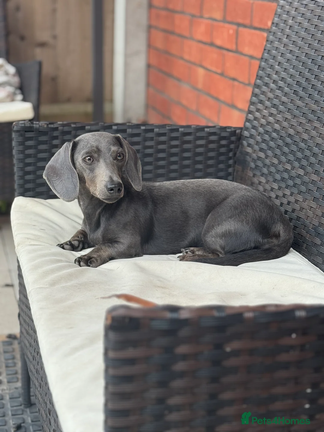 Miniature Dachshund dogs for sale: KC Registered Blue Miniature Dachshund  - Advert 1