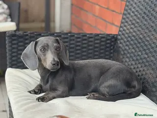 Miniature Dachshund dogs KC Registered Blue Miniature Dachshund - Advert 1