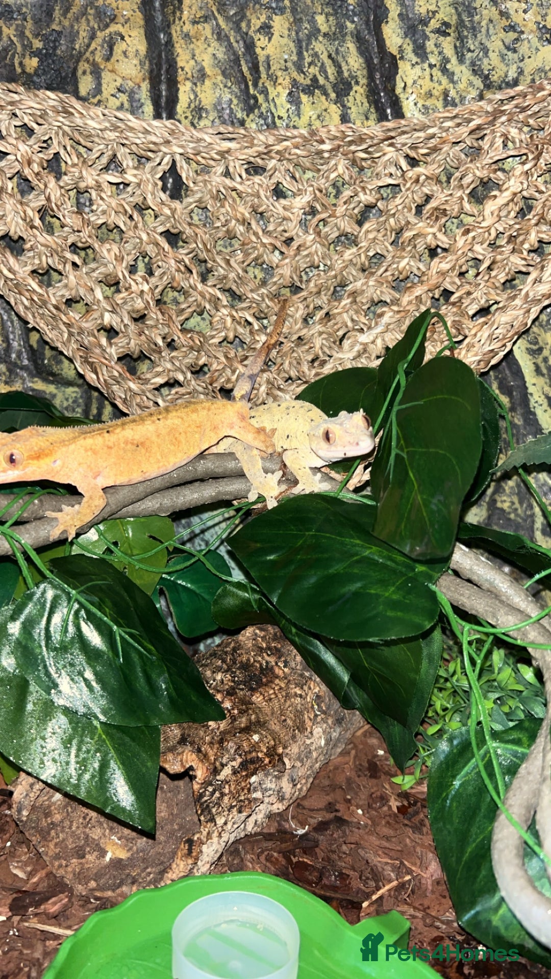 Gecko reptiles for sale: Two female crested geckos  - Advert 4