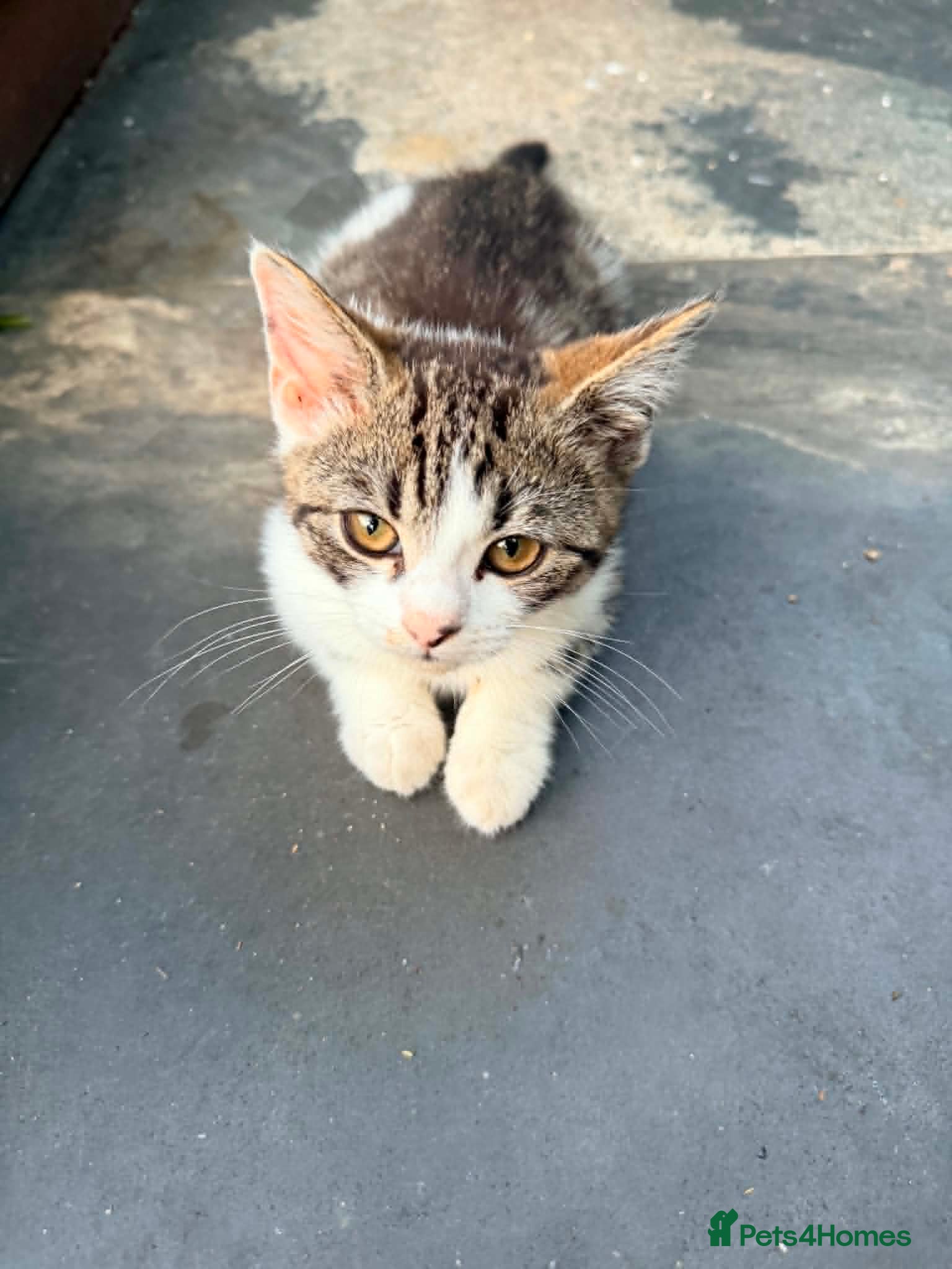 British Shorthair cats Stunning British Shorthair Kitten Reduced to £80! - Advert 2