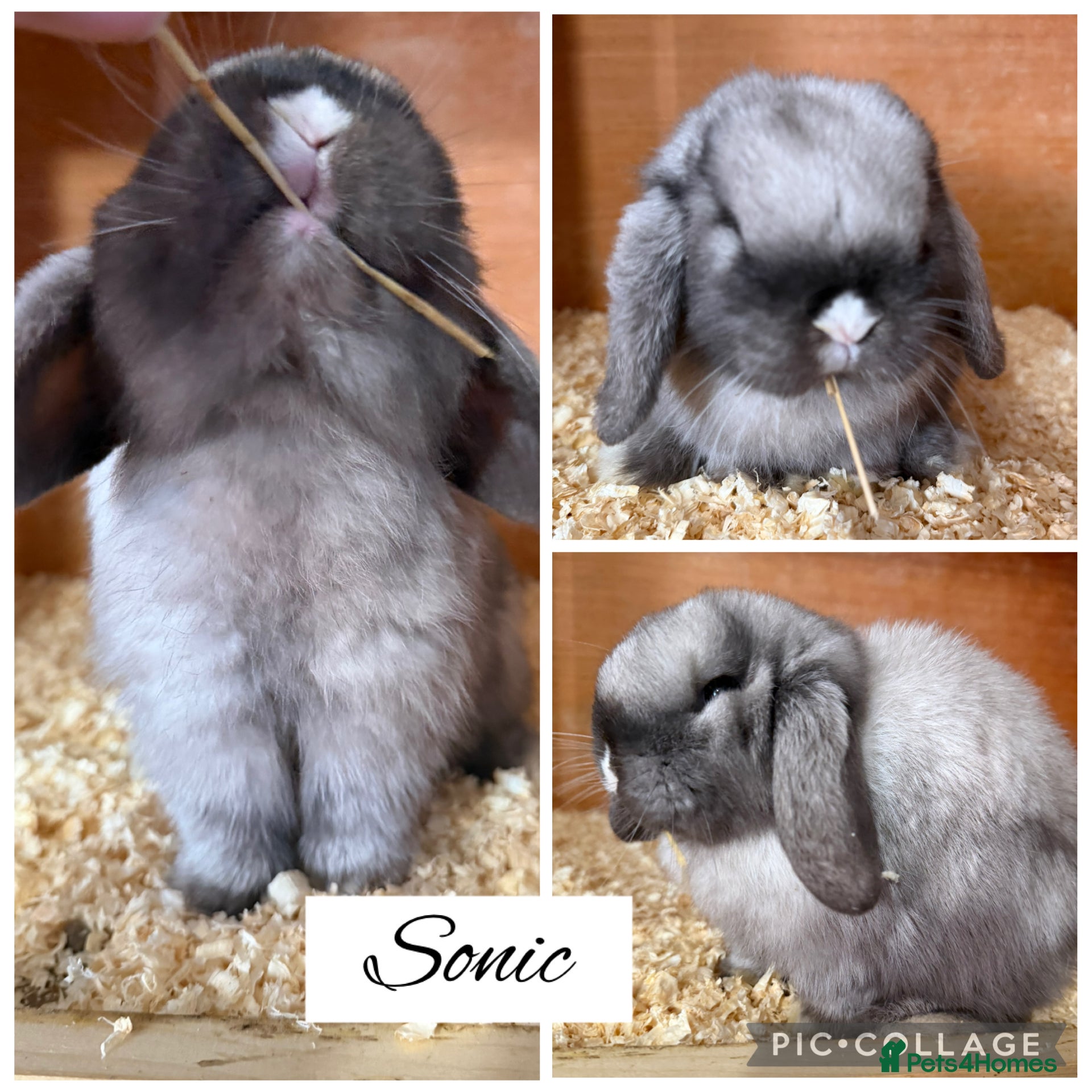 Mini Lop rabbits Pure bred mini lops  - Advert 18