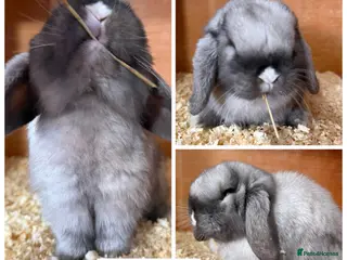 Mini Lop rabbits Pure bred mini lops - Advert 18