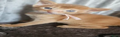 Abyssinian Kitten 1