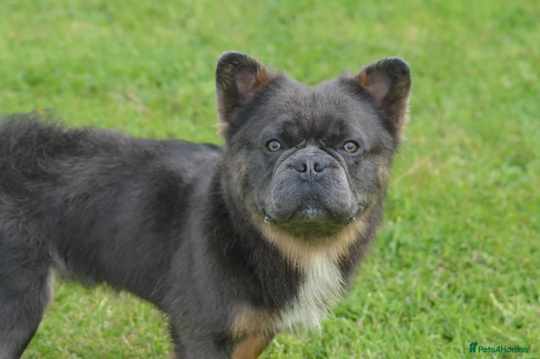 French Bulldog dogs for stud: 4 panel health clear fluffy stud dog in Southport - Advert 2