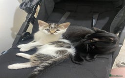 British Shorthair cats for sale: Kitten for rehoming - Image 4