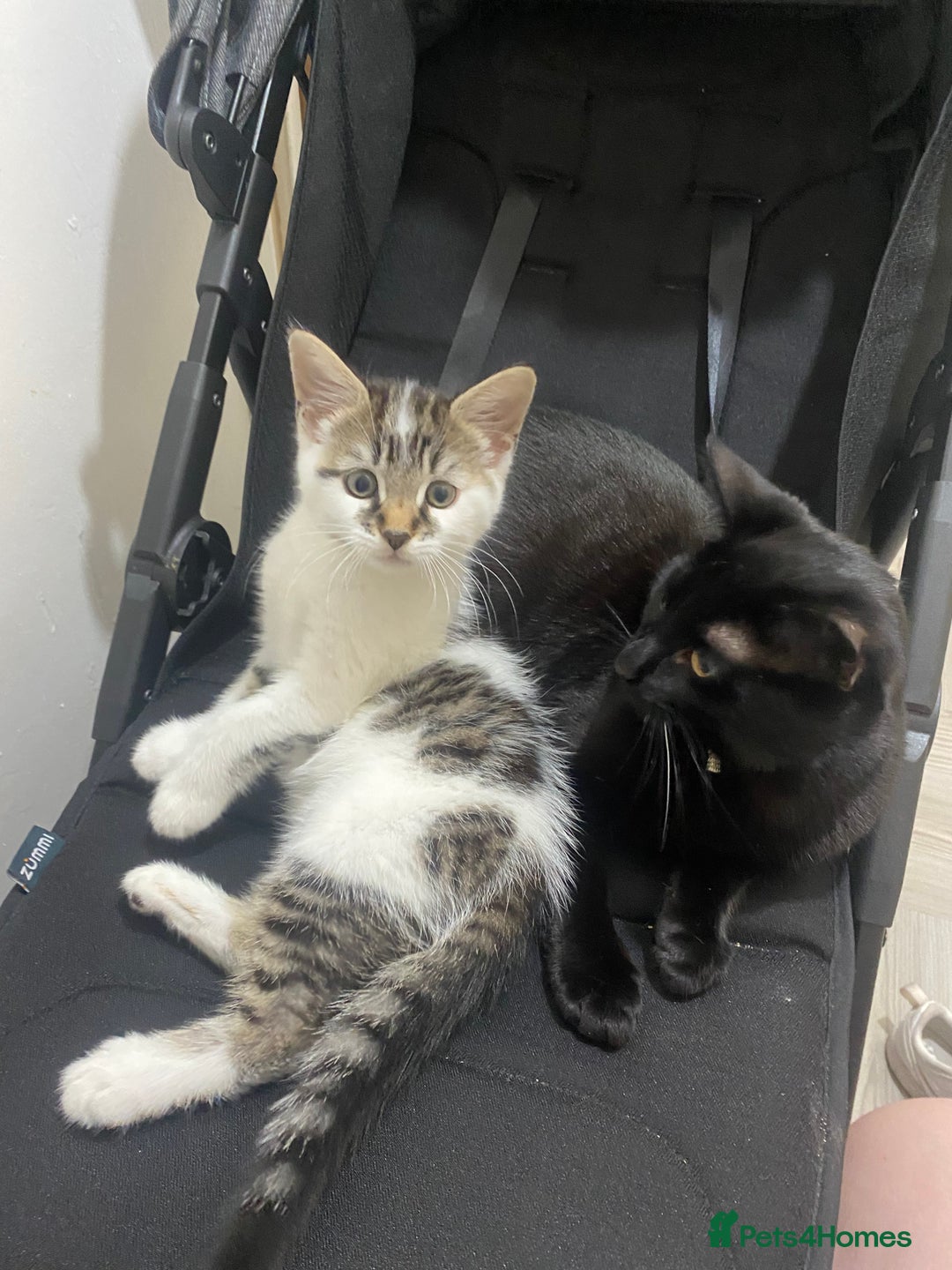 British Shorthair cats for sale: Kitten for rehoming - Image 4