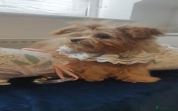 Maltipoo dogs for sale: Maltipoo puppys looking for loving home - Image 18