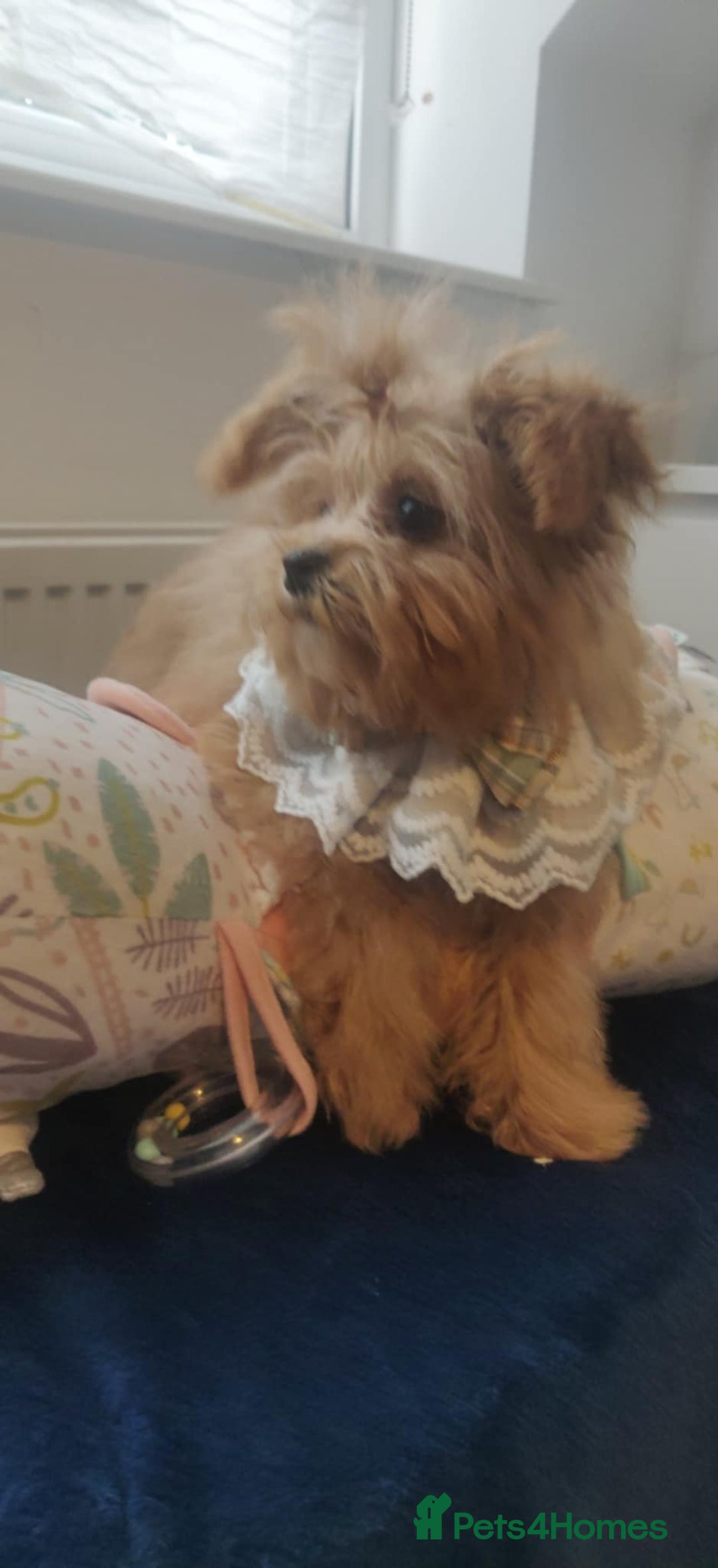 Maltipoo dogs for sale: Maltipoo puppys looking for loving home - Image 18