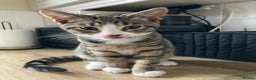 Domestic Shorthair cats for sale: 21 weeks old male tabby kitten - Advert 5