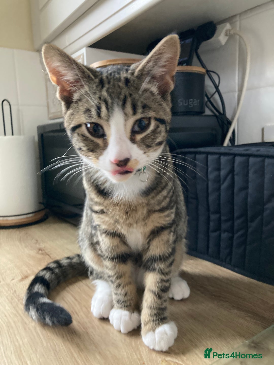 Domestic Shorthair cats for sale: 21 weeks old male tabby kitten - Advert 5