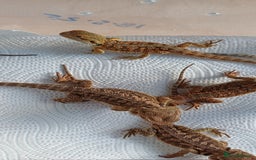 Bearded Dragon reptiles for sale: Baby bearded dragons  - Image 8