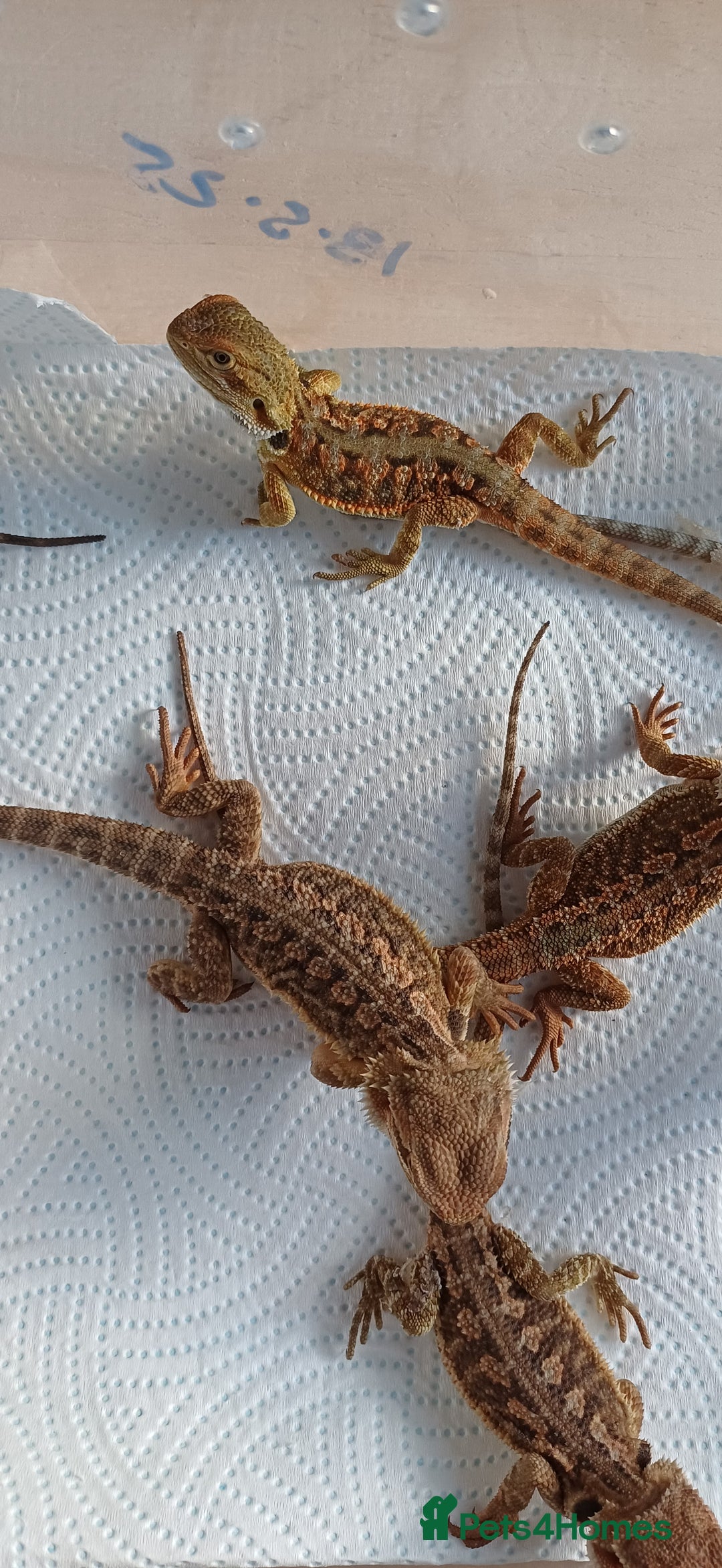 Bearded Dragon reptiles for sale: Baby bearded dragons  - Image 8