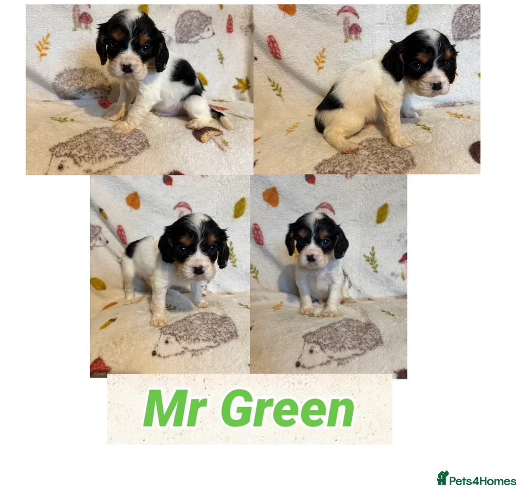 Cockalier dogs for sale: Stunning Cockalier Puppies (5 male, 2 female) - Advert 5