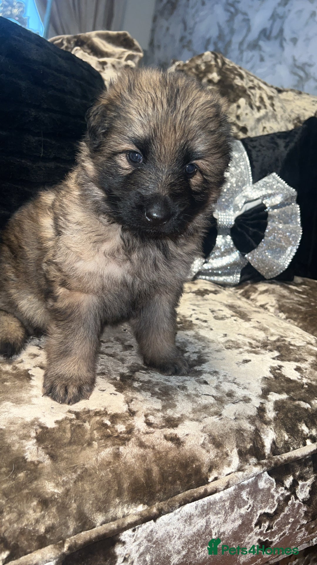 German Shepherd dogs for sale: MALE GERMAN SHEPARD LONG HAIRED  - Advert 4
