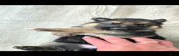 German Shepherd dogs for sale: 10 BEAUTIFUL GERMAN SHEPHERD PUPPIES - Advert 7