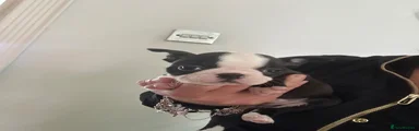 Boston Terrier Puppy 3