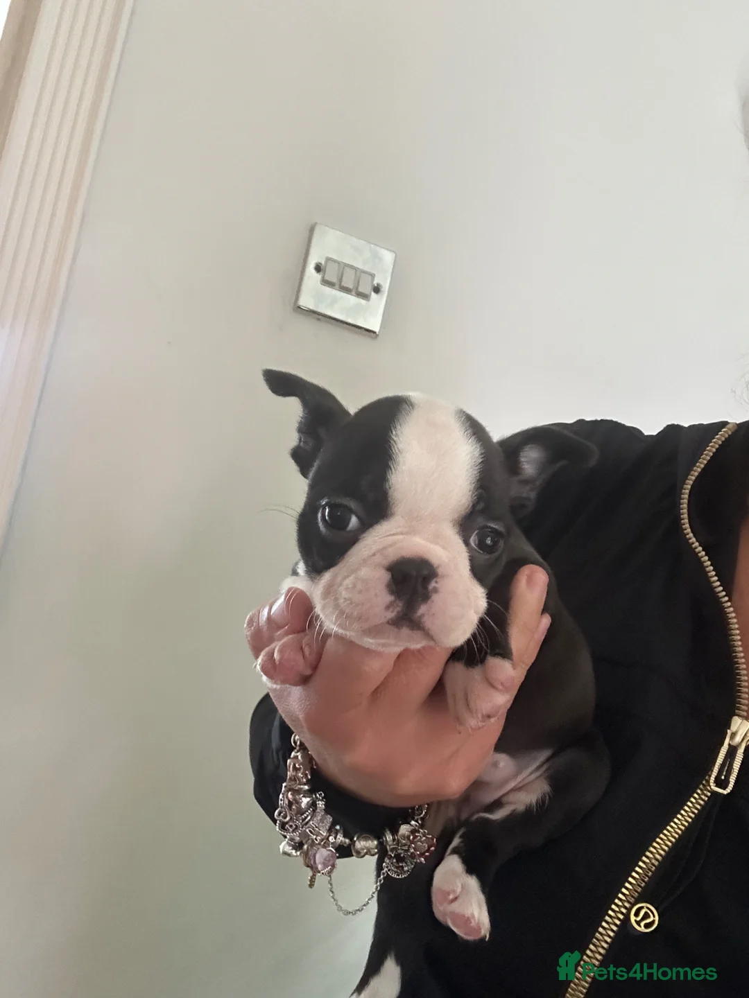 Boston Terrier dogs for sale: Ready now. 2 girls left Kc reg full collar Bostons - Advert 30