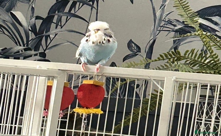 Budgerigars birds - Advert 7