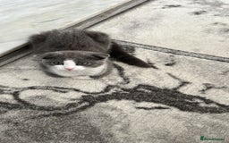 Scottish Fold cats for sale: Kittens  - Image 2