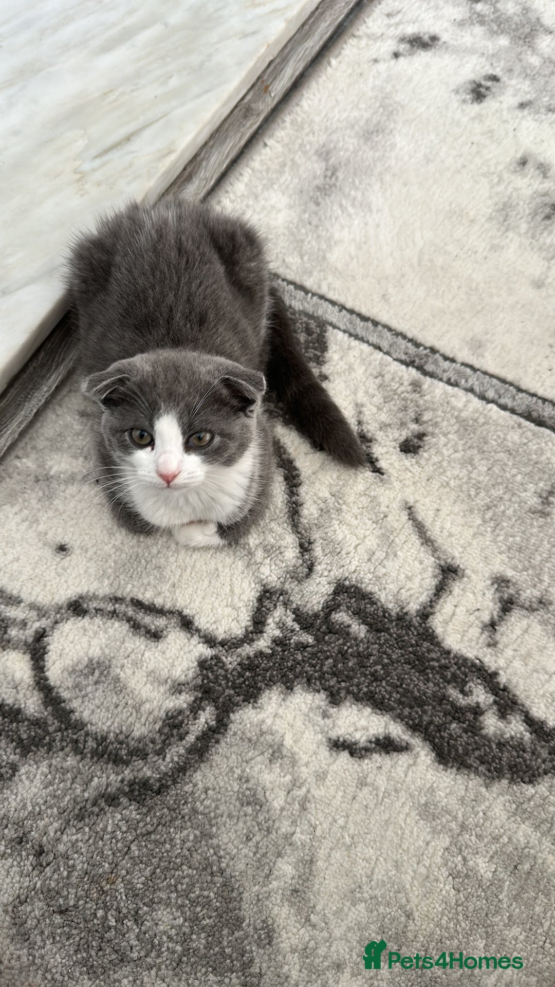 Scottish Fold cats for sale: Kittens  - Image 2